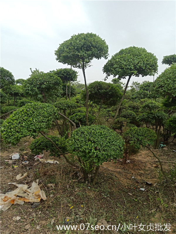 小葉女貞造型樹基地實(shí)拍圖片