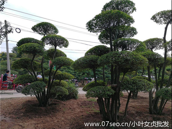 小葉女貞基地實(shí)拍圖片